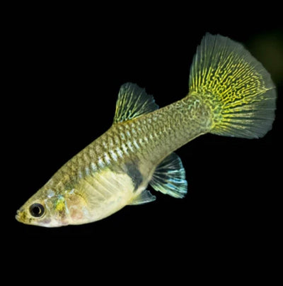 Gold Lace - Guppy