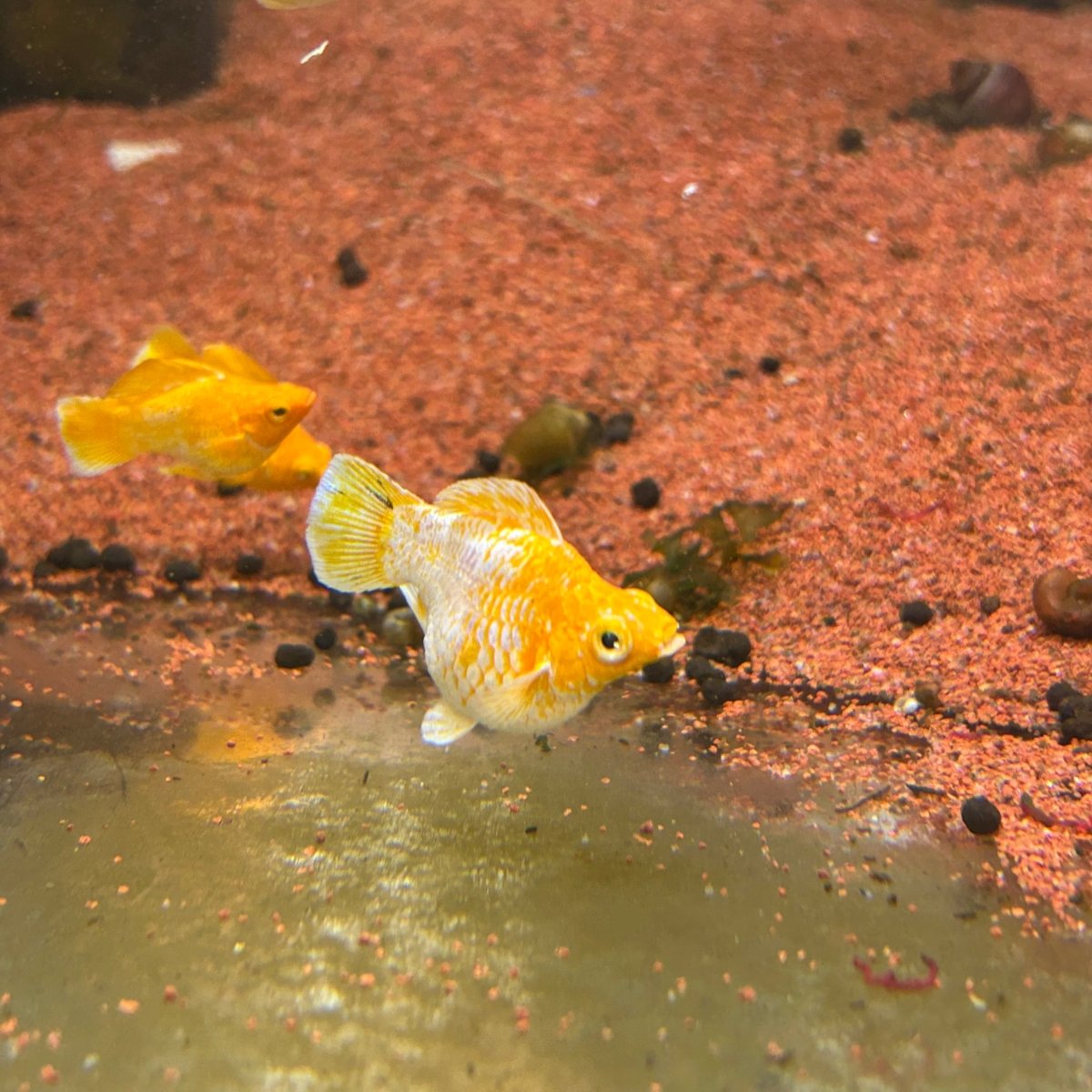 Gold Round Balloon Molly