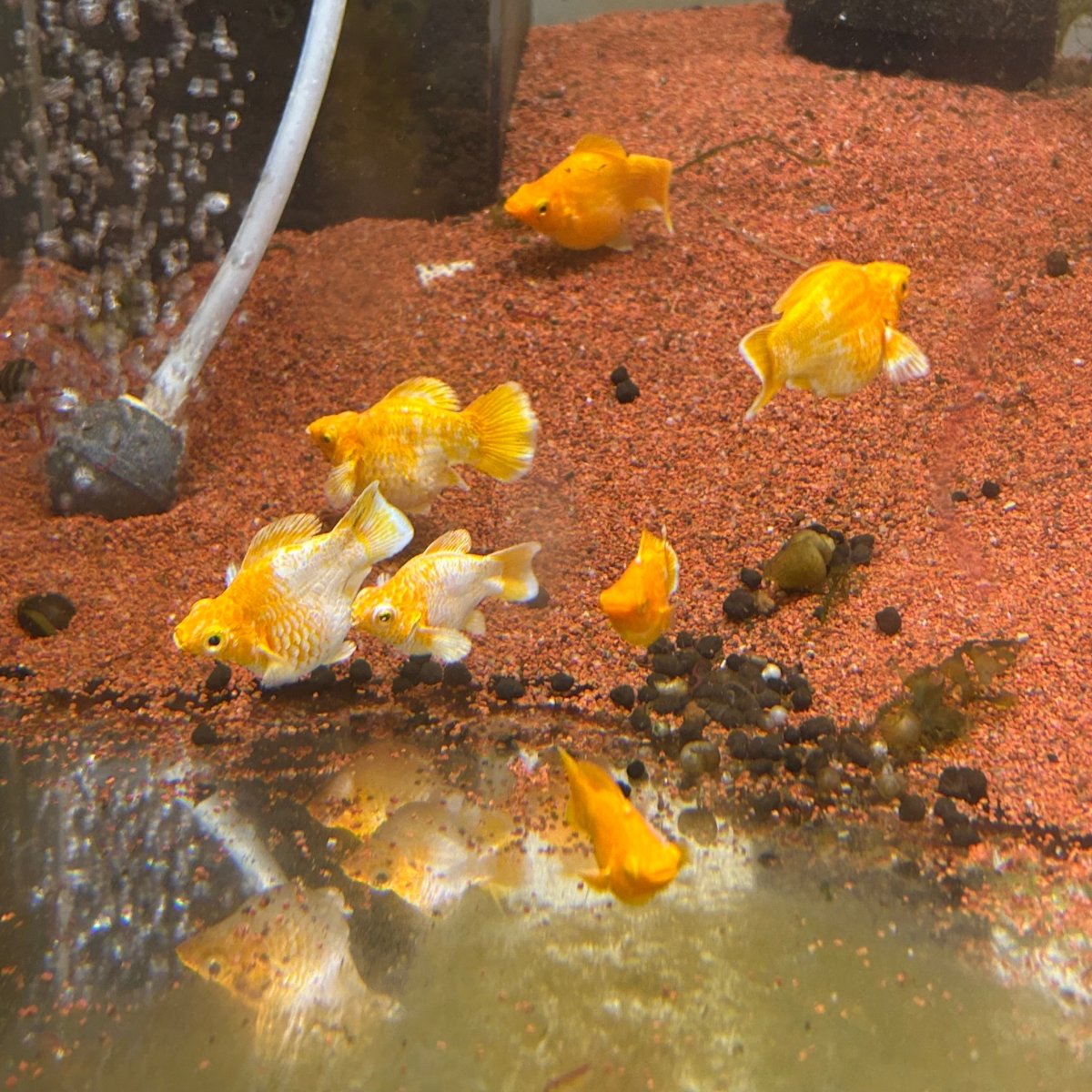 Gold Round Balloon Molly