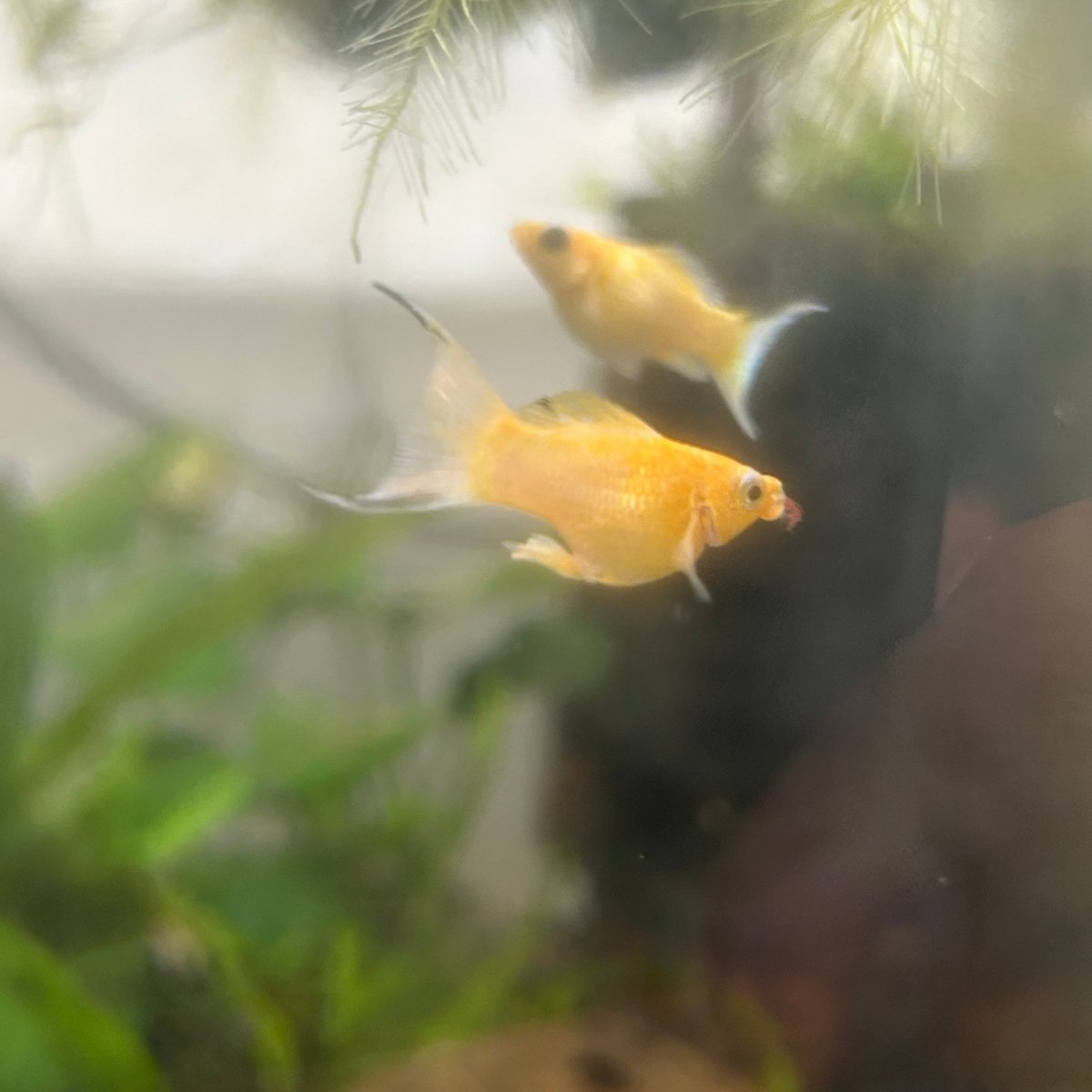 Gold Sakura Balloon Molly