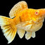 Gold Tiger Balloon Molly Fish - High Grade Red Eye Lyretail