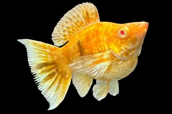 Gold Zebra Balloon Molly Fish - High Grade Red Eye Lyretail
