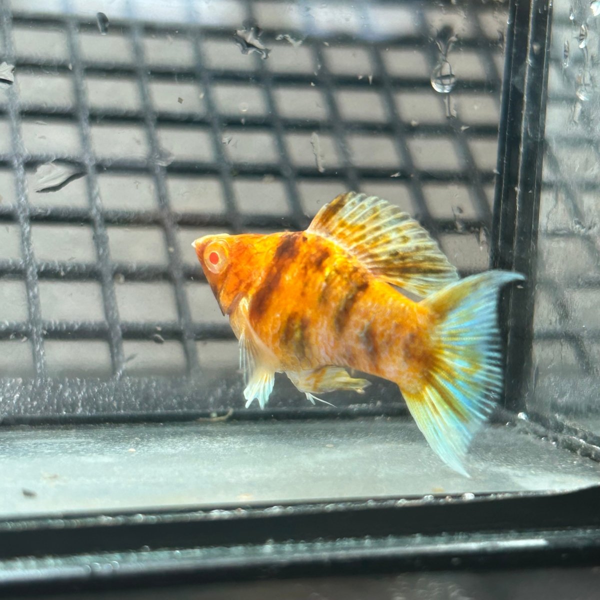 Gold Zebra Balloon Molly Fish - High Grade Red Eye Lyretail