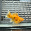 Gold Tiger Balloon Molly Fish - High Grade Red Eye Lyretail