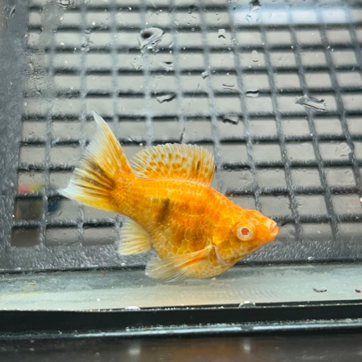 Gold Zebra Balloon Molly Fish - High Grade Red Eye Lyretail
