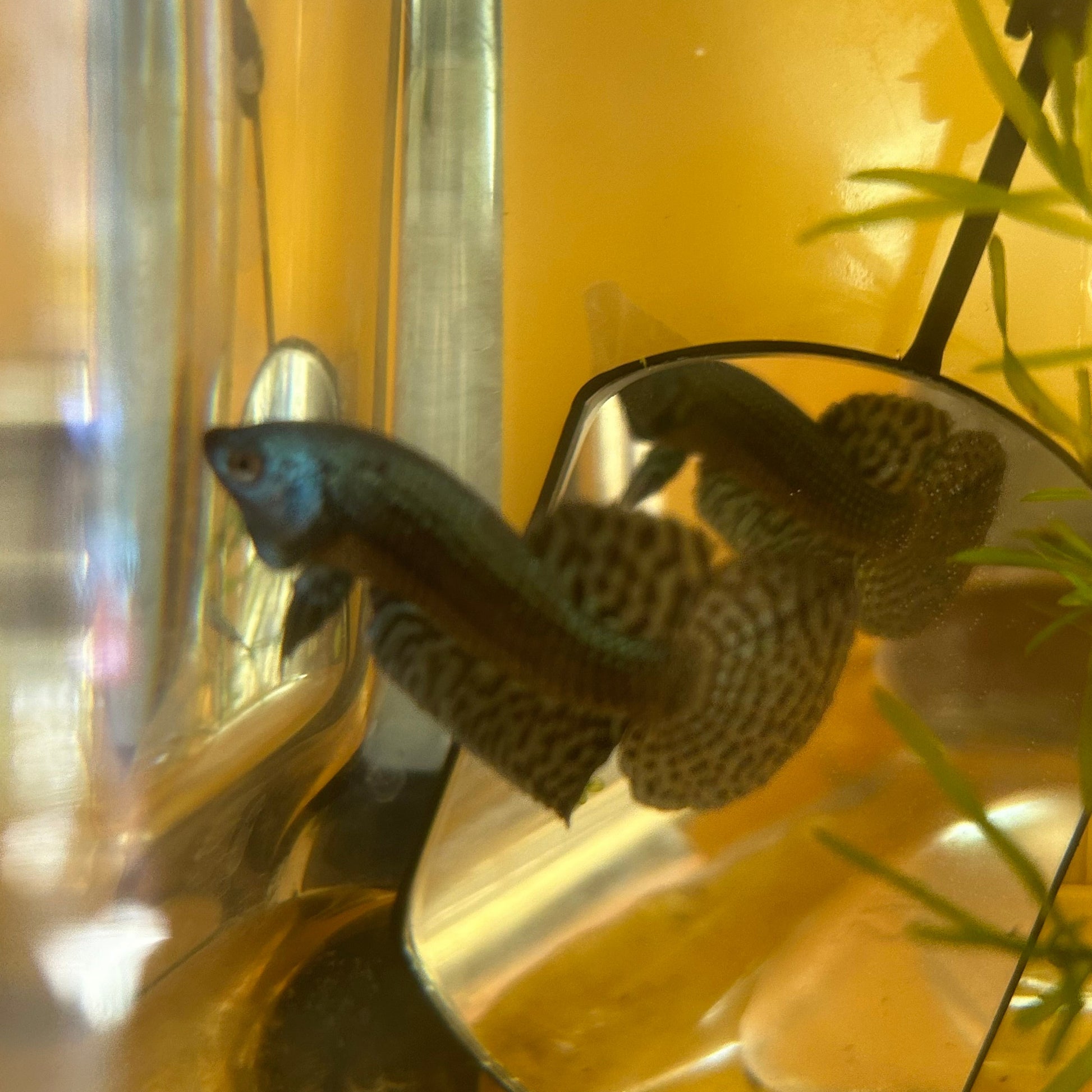 Gray Alien Hybrid Wild - Male Betta