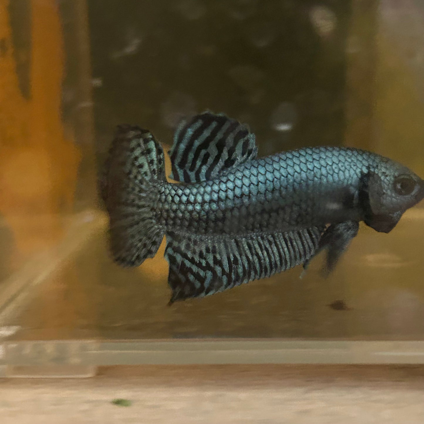 Gray Alien Hybrid Wild - Male Betta 84