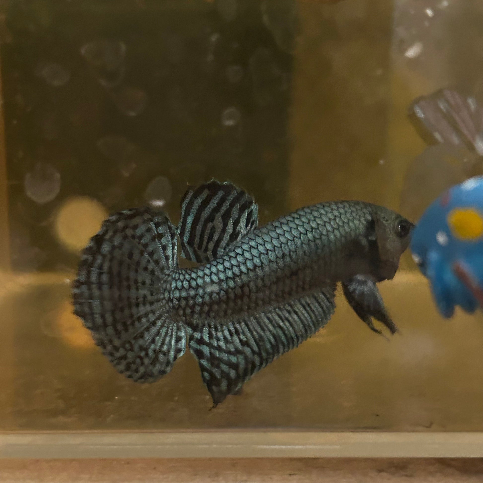 Gray Alien Hybrid Wild - Male Betta 84