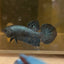 Gray Alien Hybrid Wild - Male Betta 84