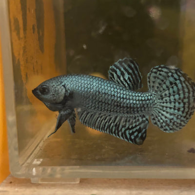 Gray Alien Hybrid Wild - Male Betta 84