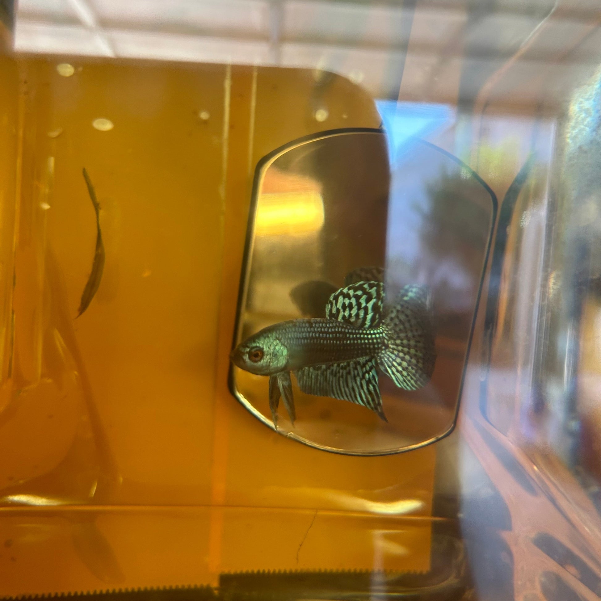 Green Alien Hybrid Wild - Male Betta