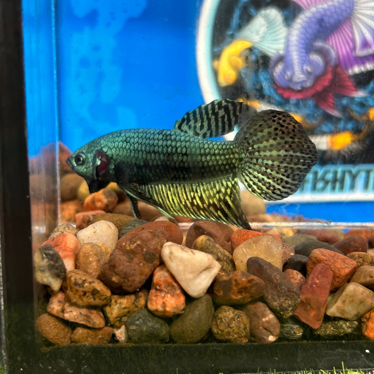 Green Alien Wild Hybrid - Male Betta 052