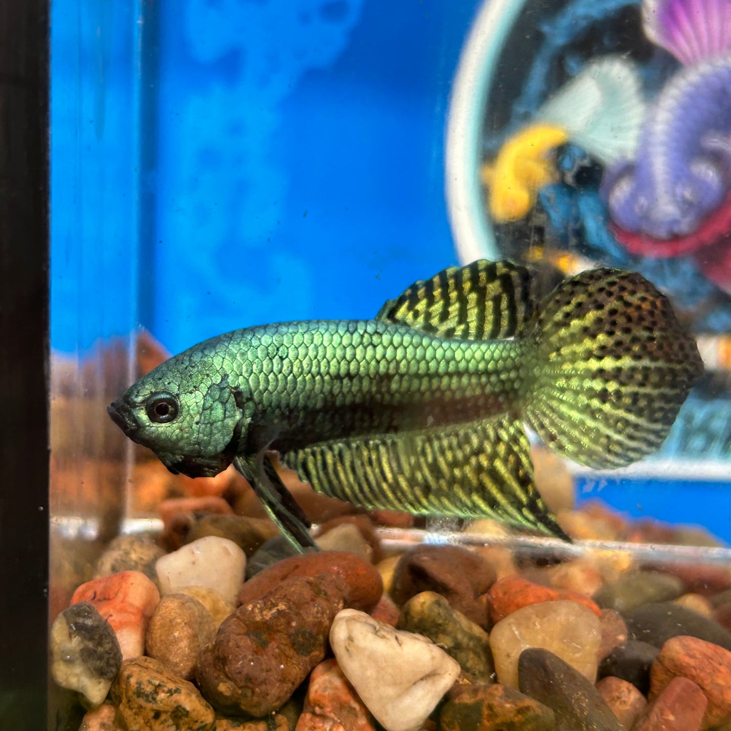 Green Alien Wild Hybrid - Male Betta 052