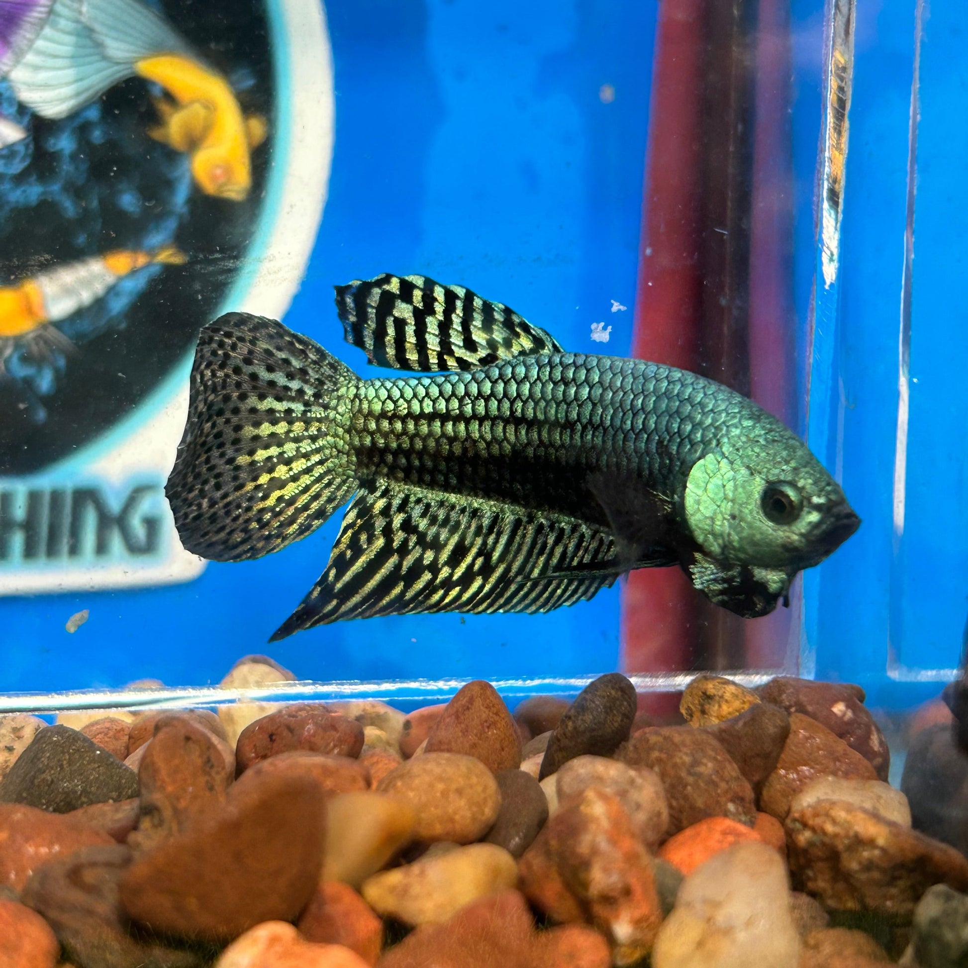 Green Alien Wild Hybrid - Male Betta 052