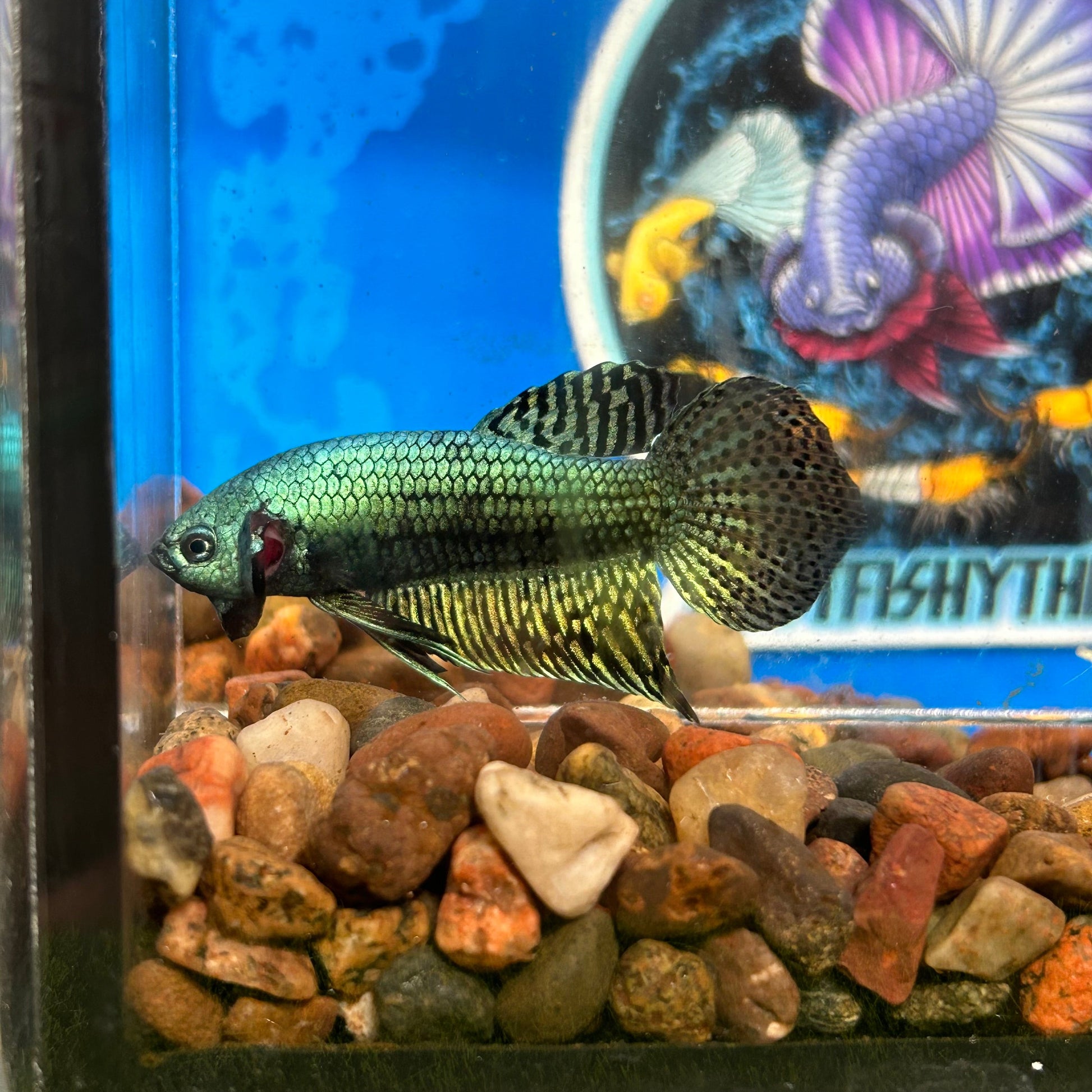 Green Alien Wild Hybrid - Male Betta 052