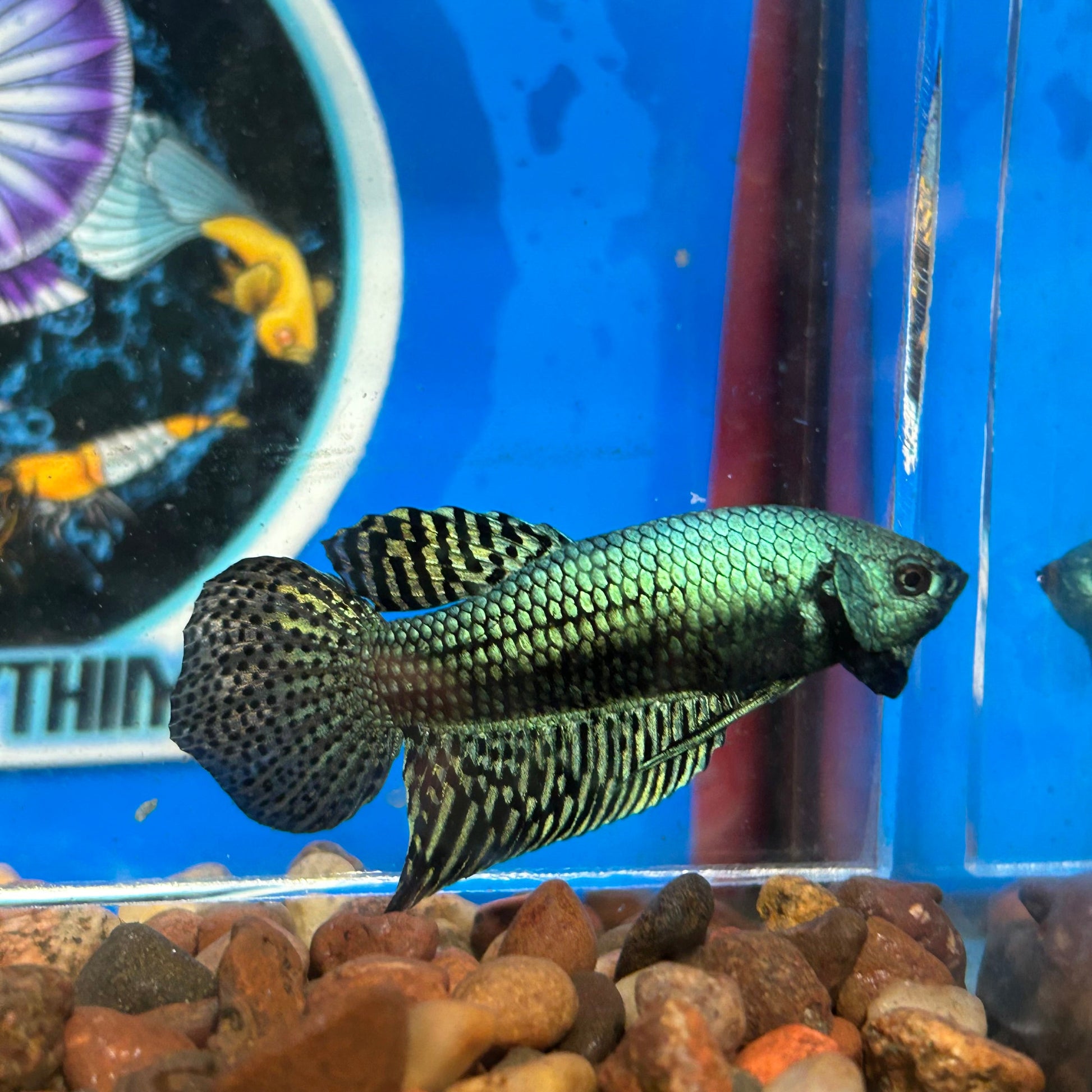 Green Alien Wild Hybrid - Male Betta 052