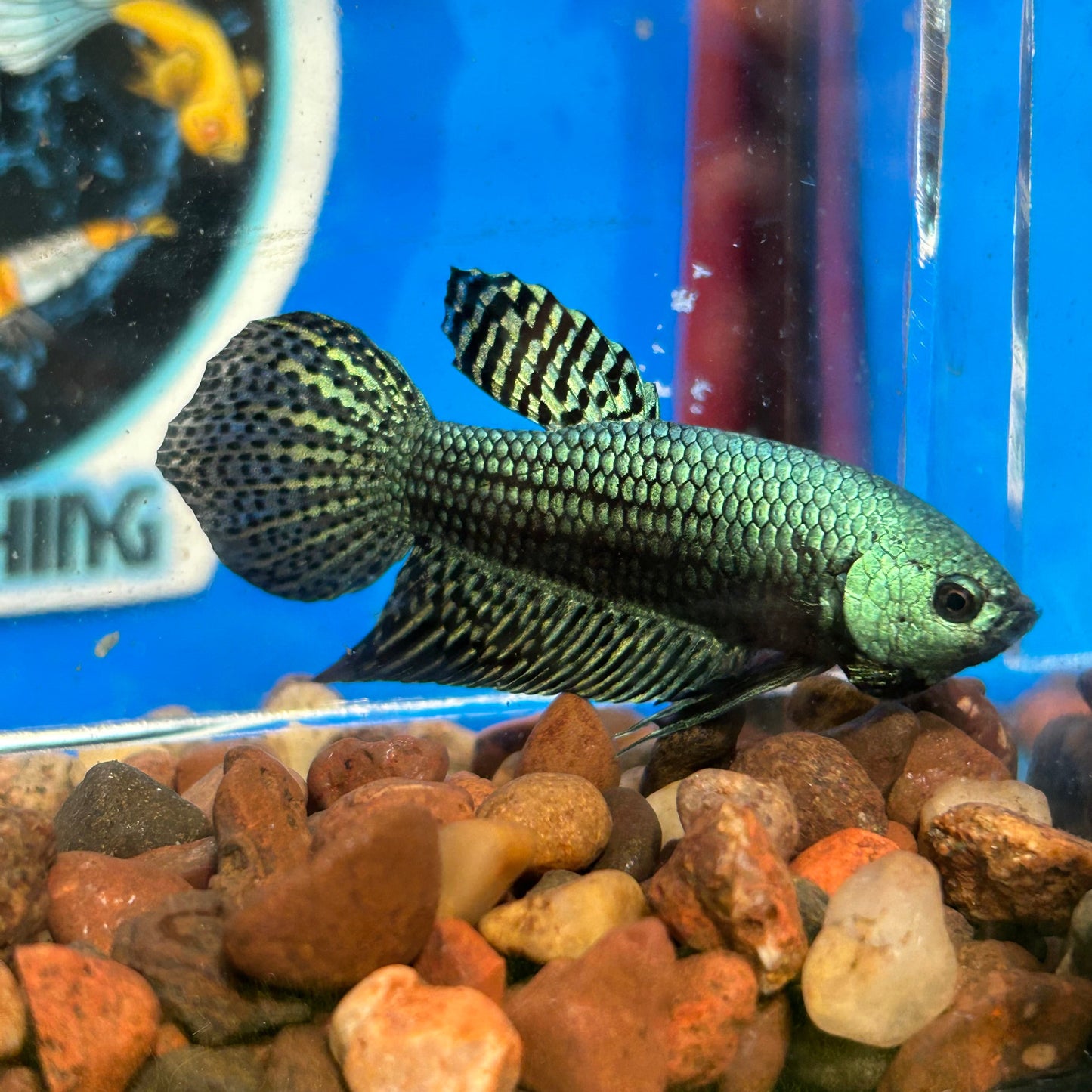 Green Alien Wild Hybrid - Male Betta 052