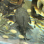 Green Dragon - Pleco Homebred