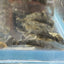 Green Dragon - Pleco Homebred