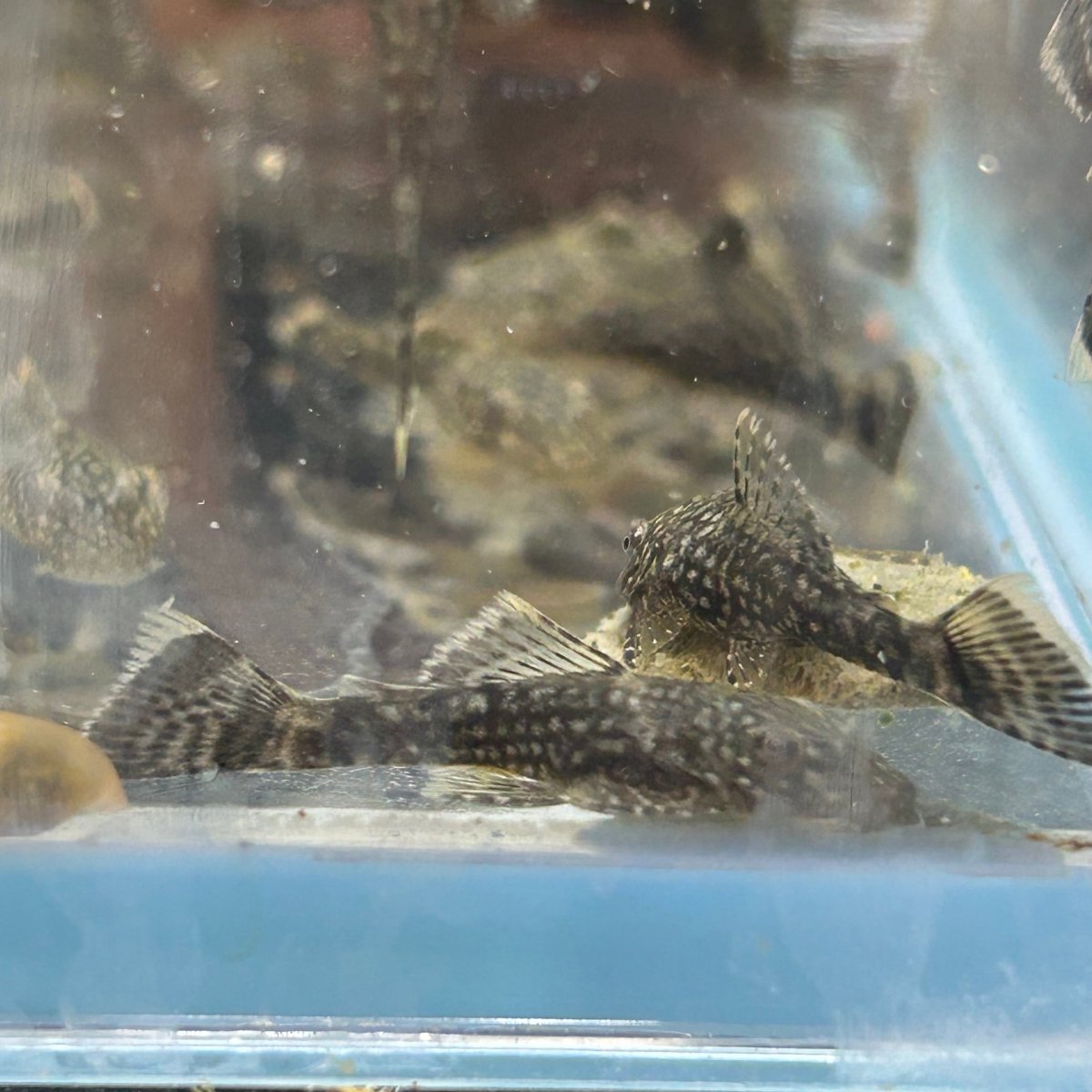 Green Dragon - Pleco Homebred