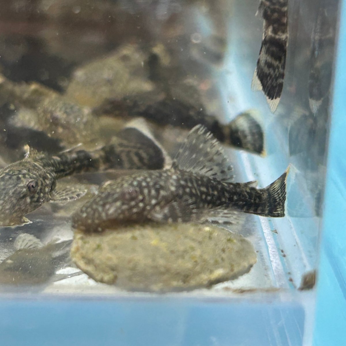 Green Dragon - Pleco Homebred