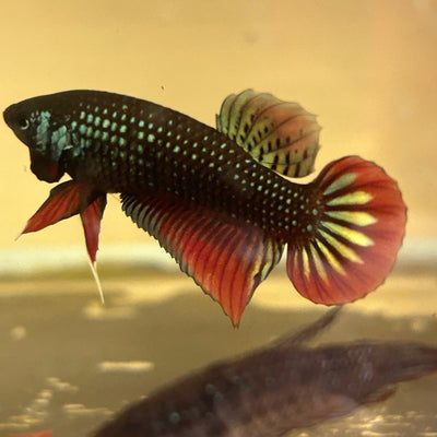 Green Imbellis Male Betta 198