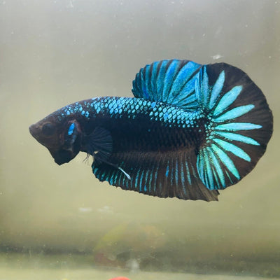 Green Samurai Plakat - Male Betta 172