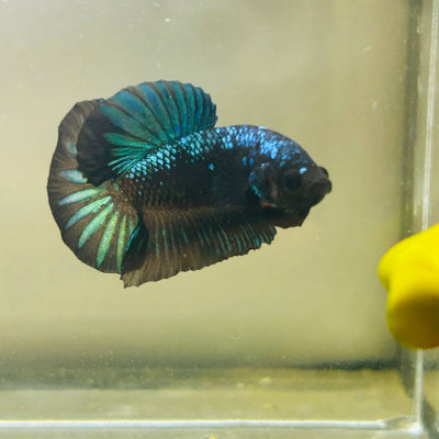Green Samurai Plakat - Male Betta 172