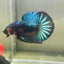 Green Samurai Plakat - Male Betta 172