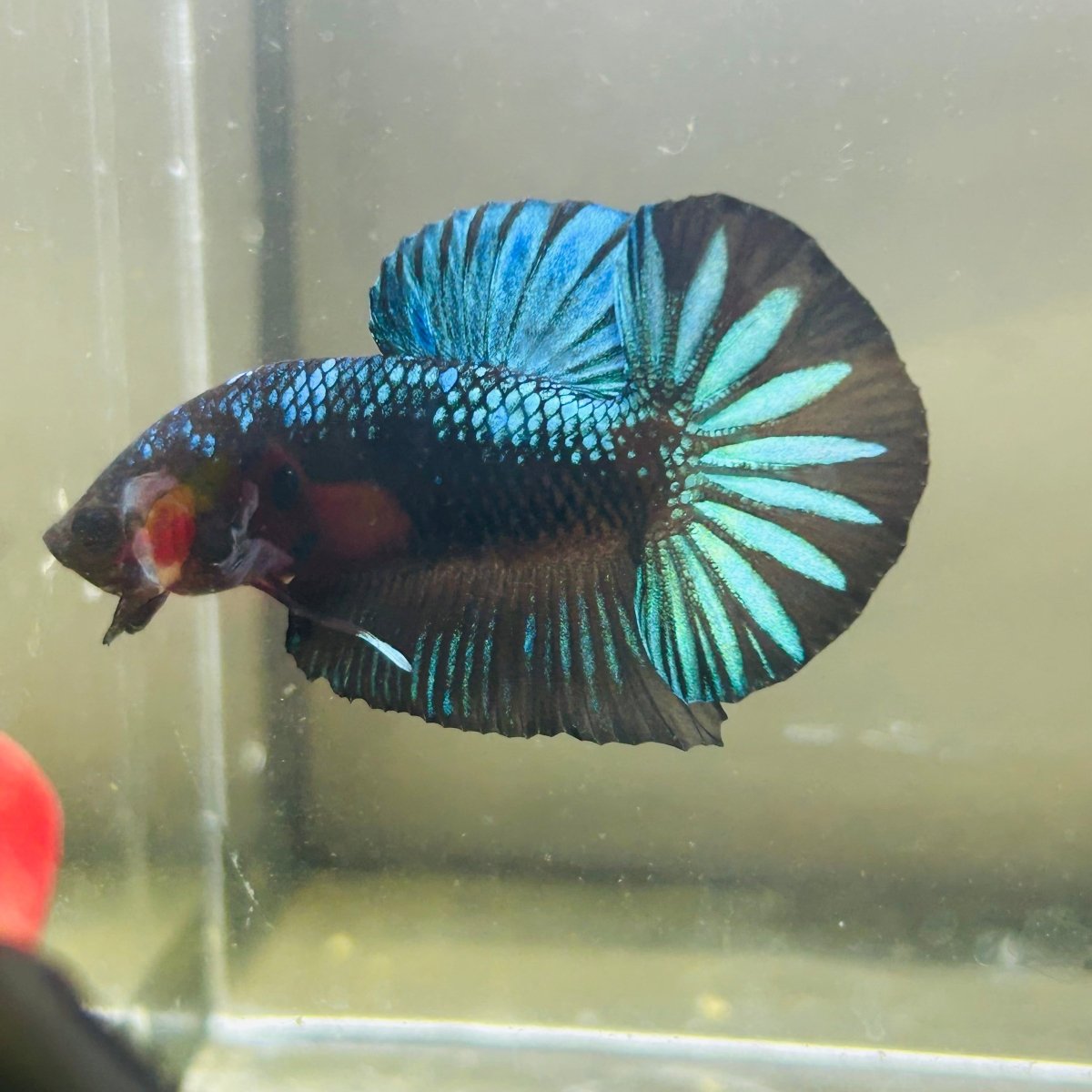 Green Samurai Plakat - Male Betta 172