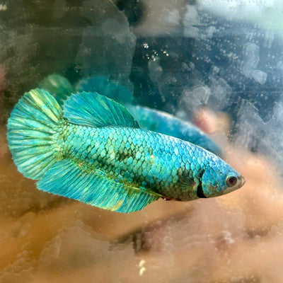 Green Turquoise Plakat - Female Betta 131
