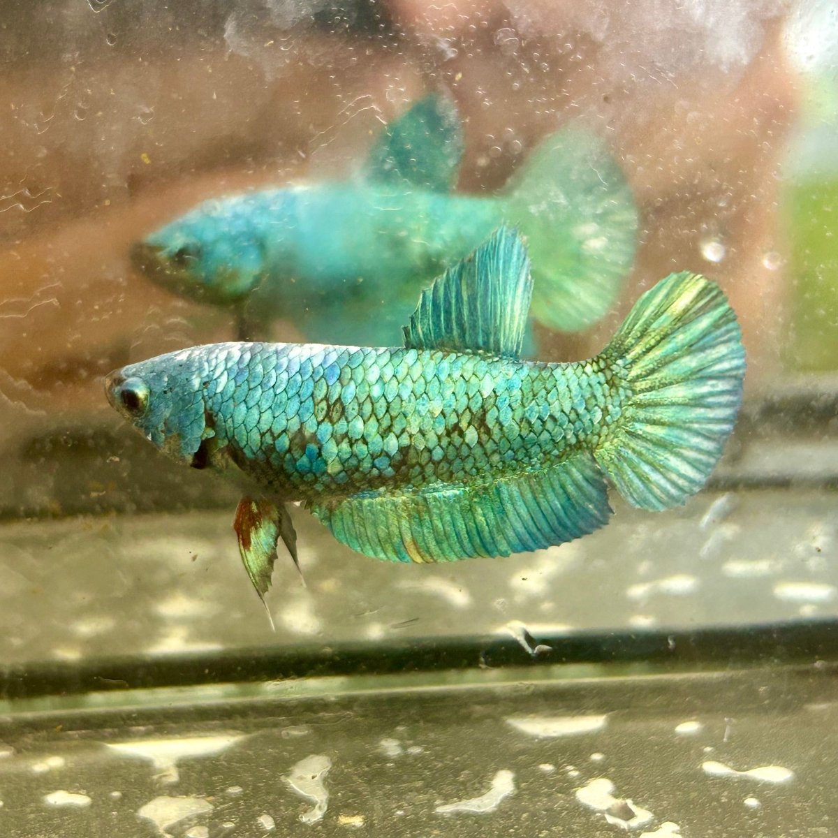 Green Turquoise Plakat - Female Betta 131