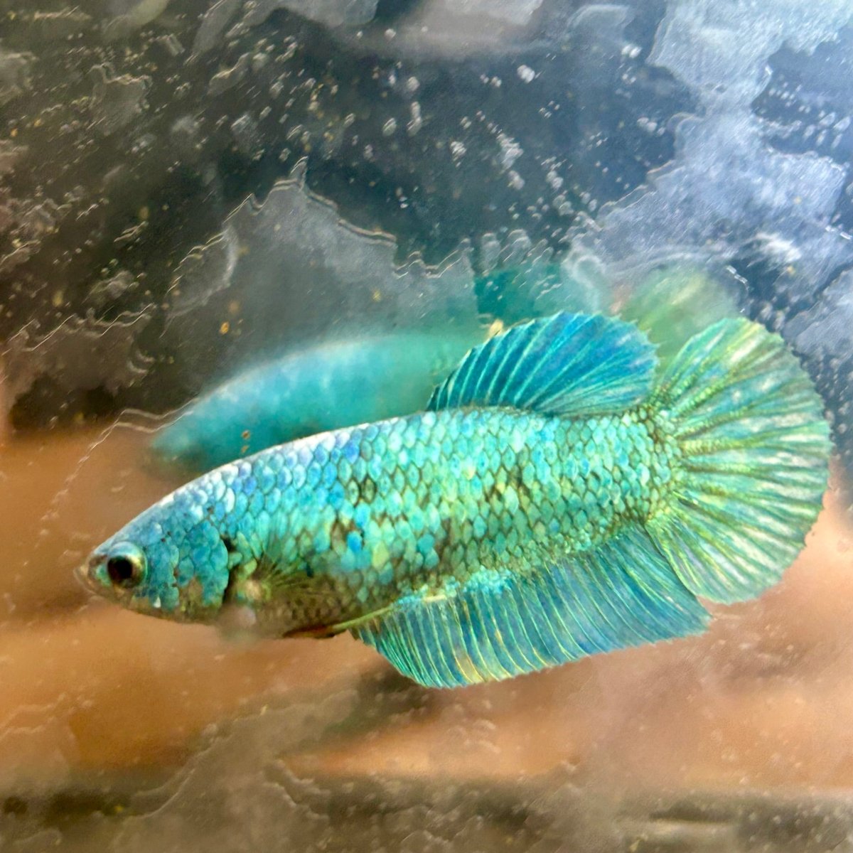 Green Turquoise Plakat - Female Betta 131