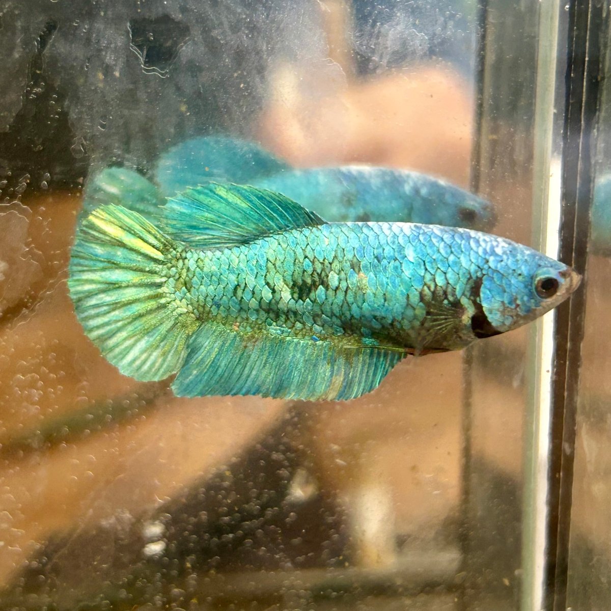 Green Turquoise Plakat - Female Betta 131