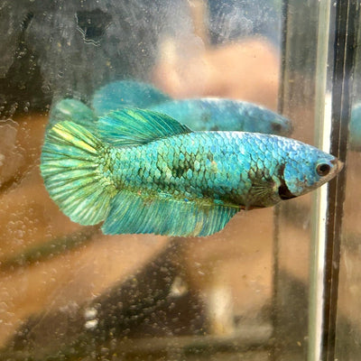 Green Turquoise Plakat - Female Betta 131
