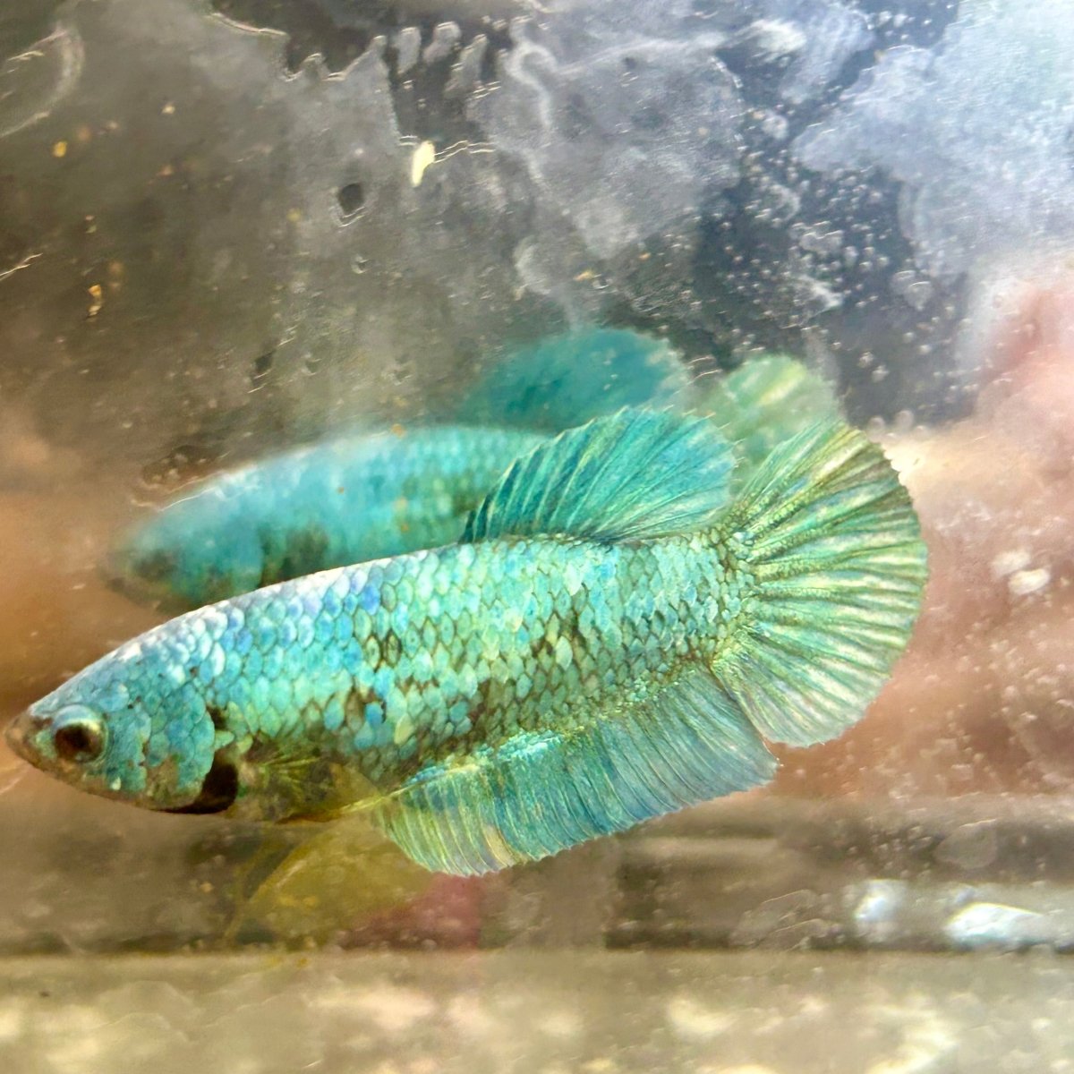 Green Turquoise Plakat - Female Betta 131