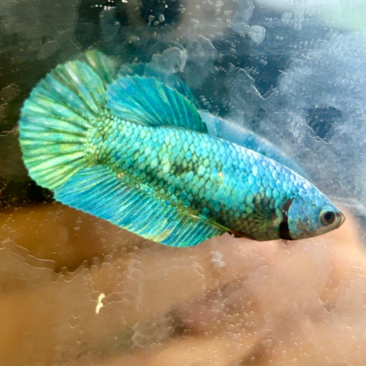 Green Turquoise Plakat - Female Betta 131
