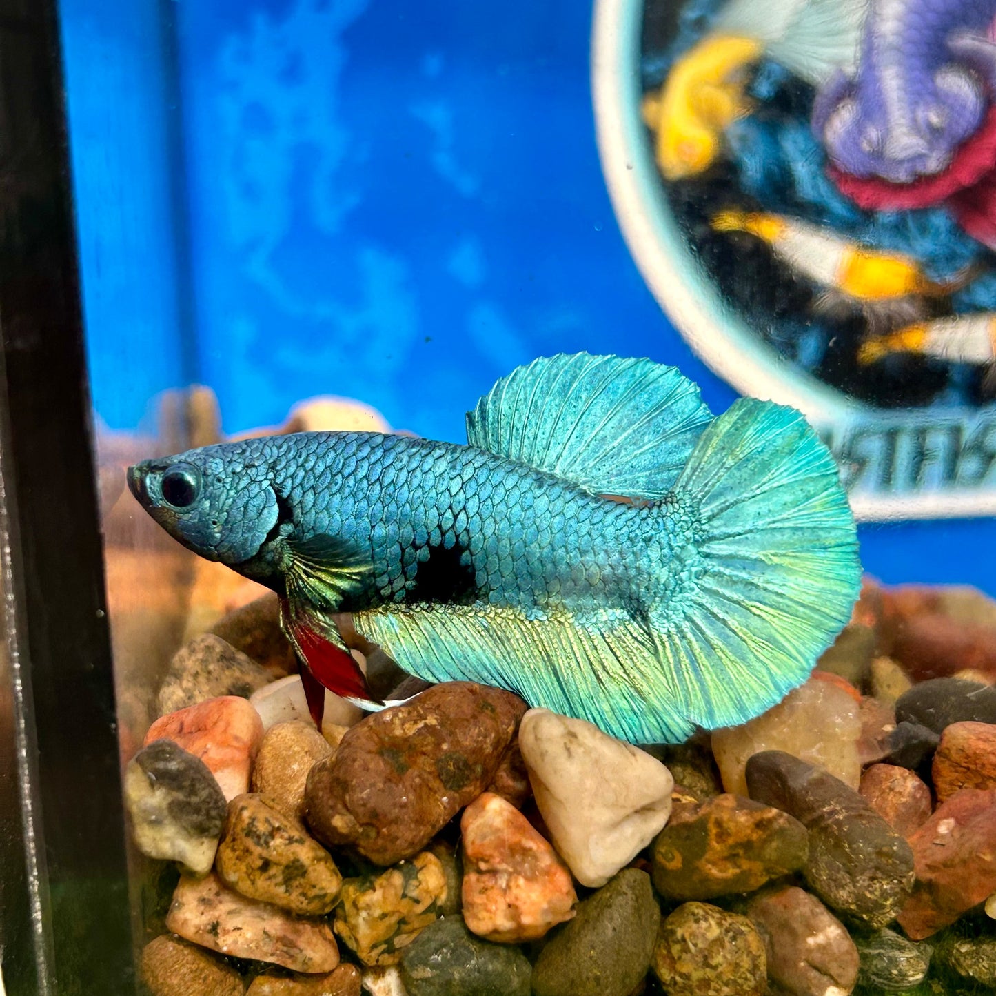 Green Turquoise Plakat - Male Betta 074