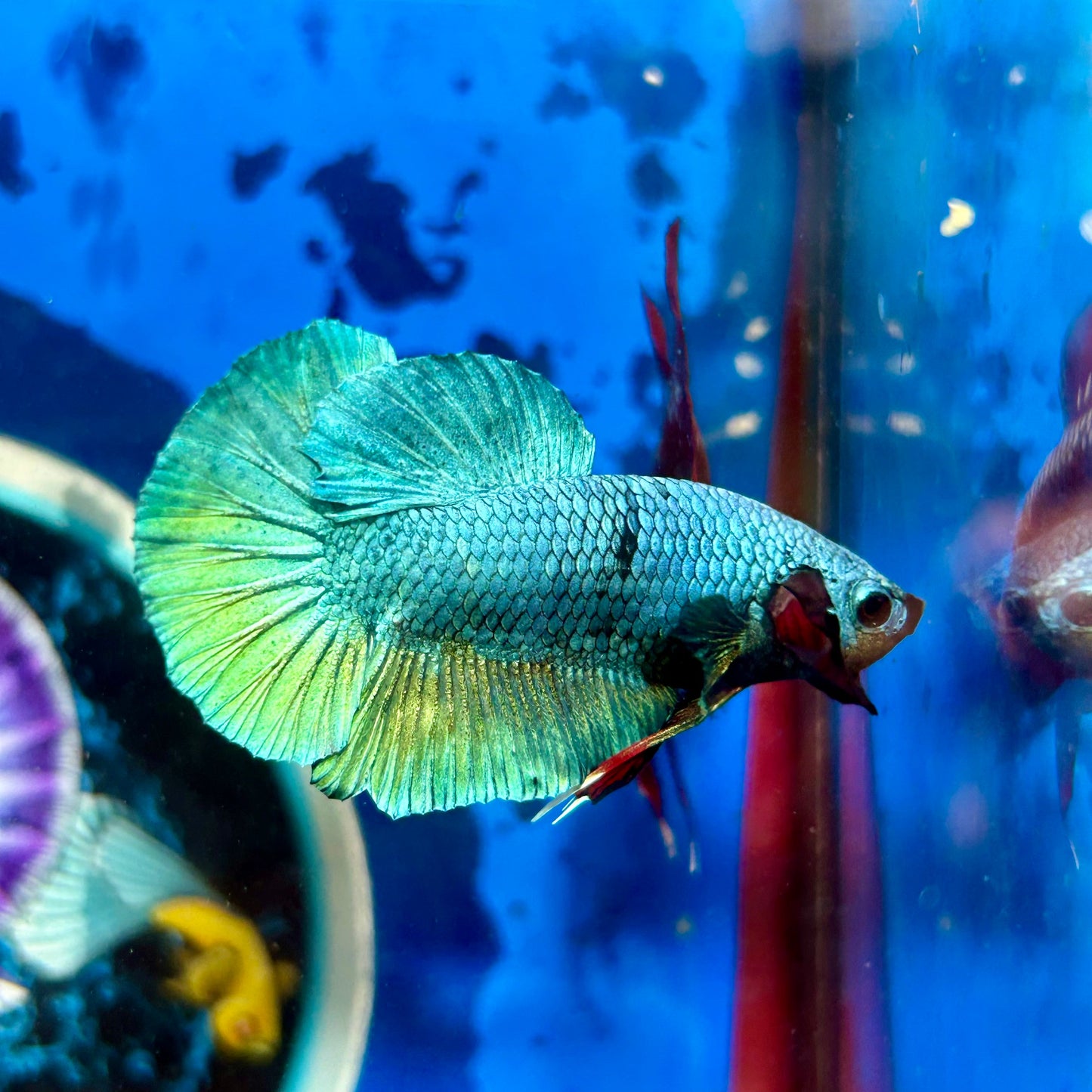 Green Turquoise Plakat - Male Betta 074