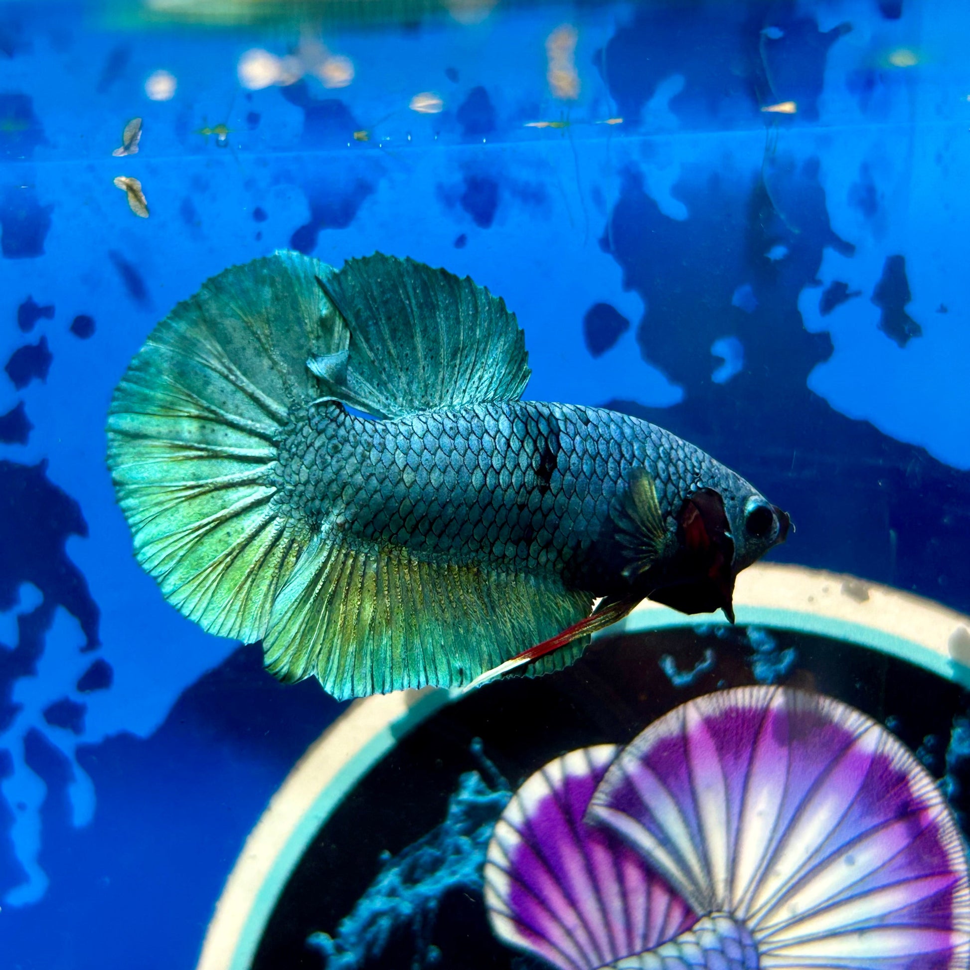 Green Turquoise Plakat - Male Betta 074