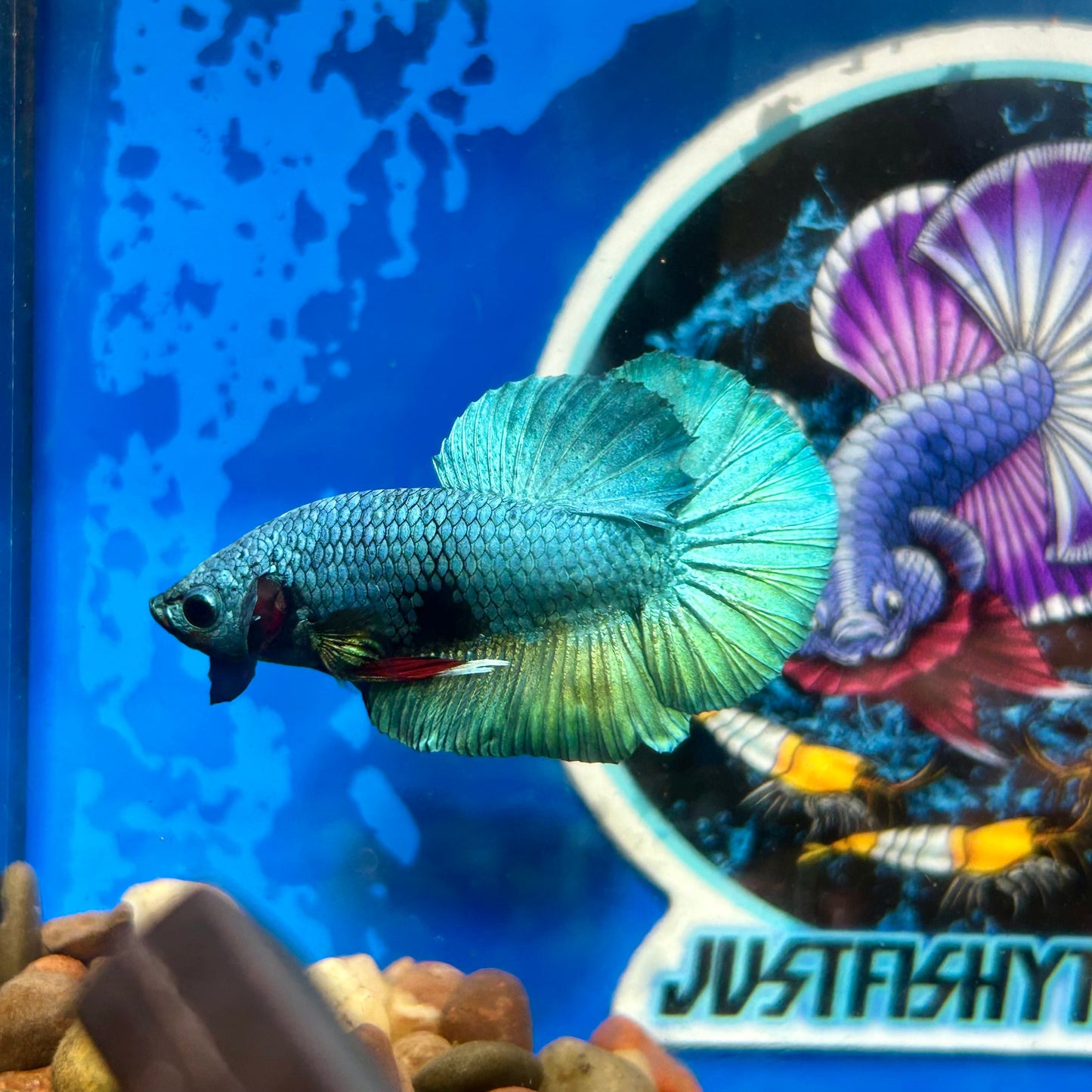 Green Turquoise Plakat - Male Betta 074