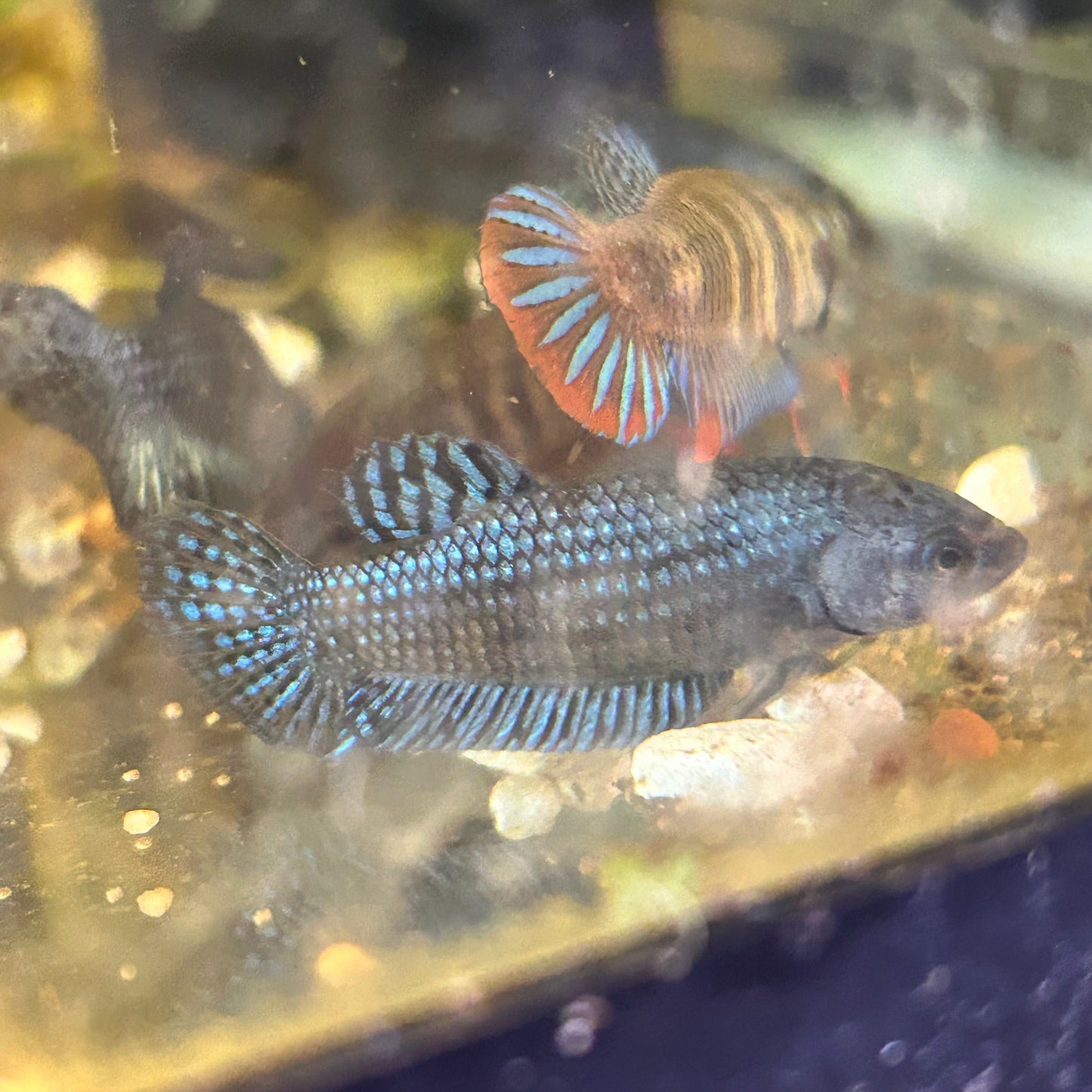 Grey Alien Wild Hybrid - Female Betta 001