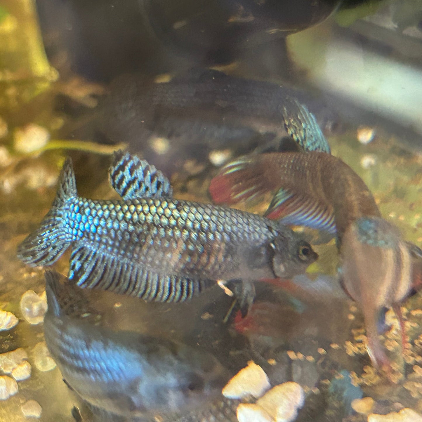 Grey Alien Wild Hybrid - Female Betta 001