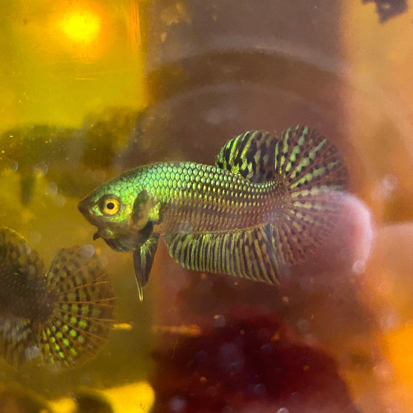 Grey Alien wild hybrid - Juvenile Male Betta - HomeBred