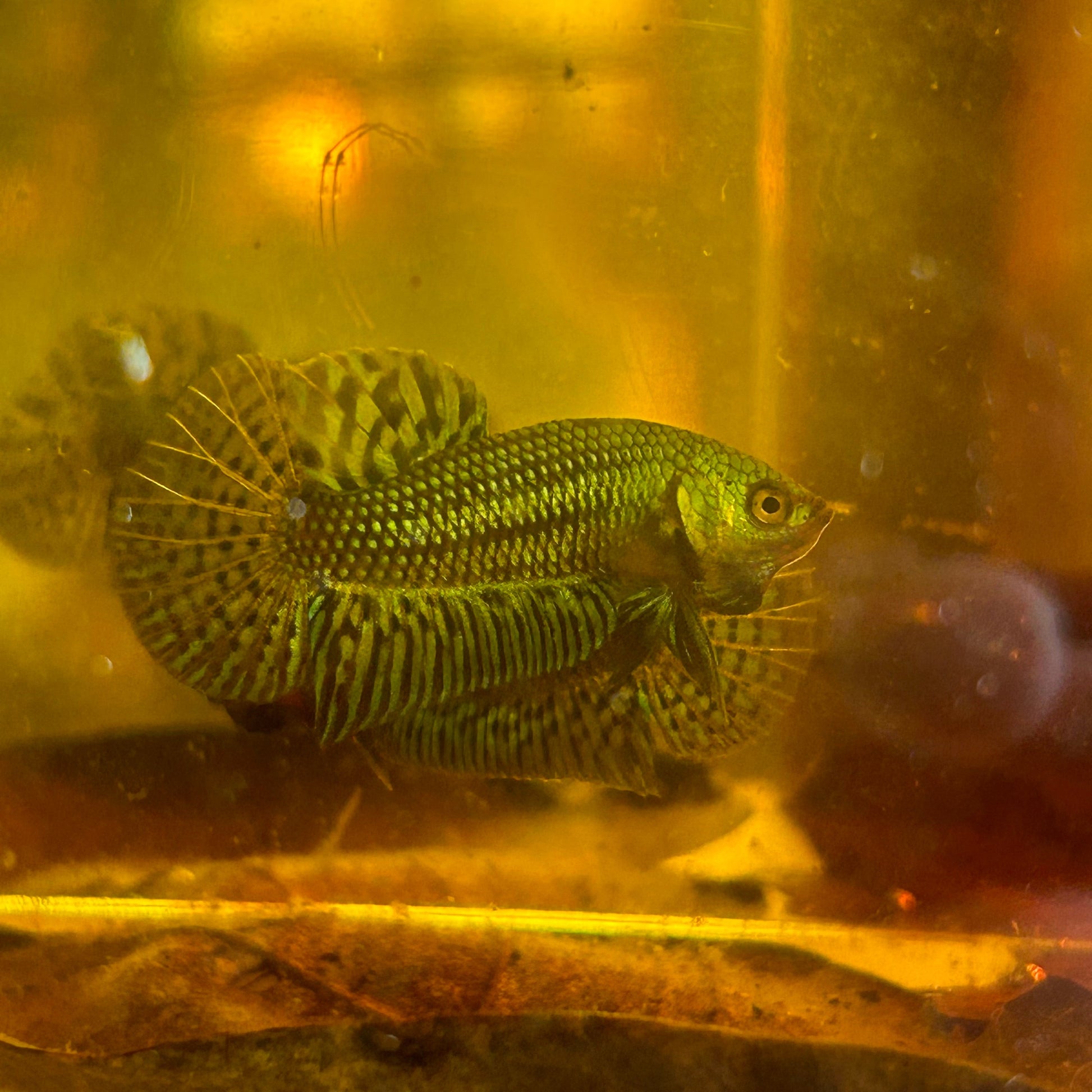 Grey Alien wild hybrid - Juvenile Male Betta - HomeBred