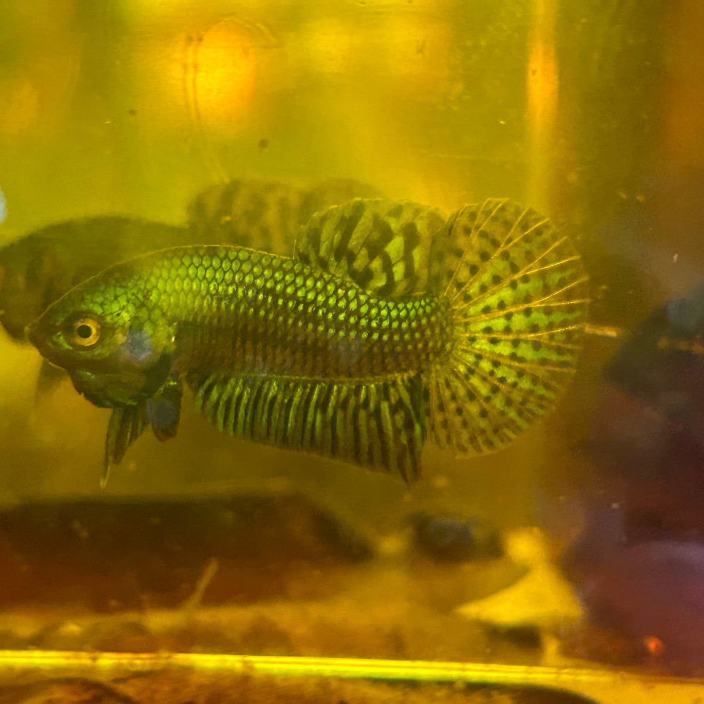 Grey Alien wild hybrid - Juvenile Male Betta - HomeBred