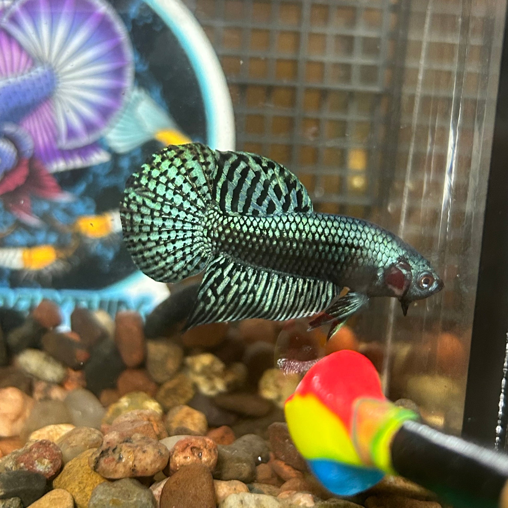 Grey Alien Wild Hybrid - Male Betta 013