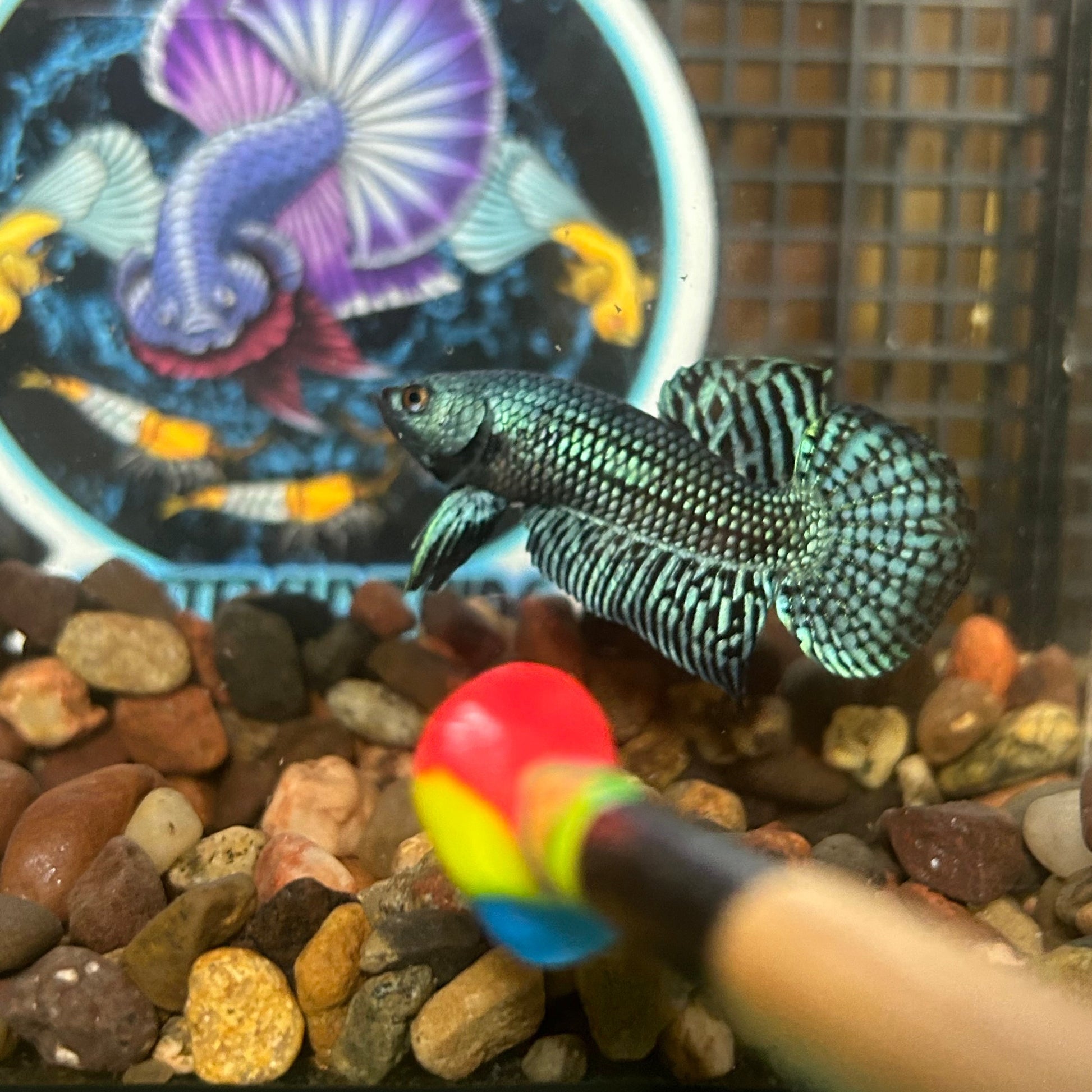 Grey Alien Wild Hybrid - Male Betta 013