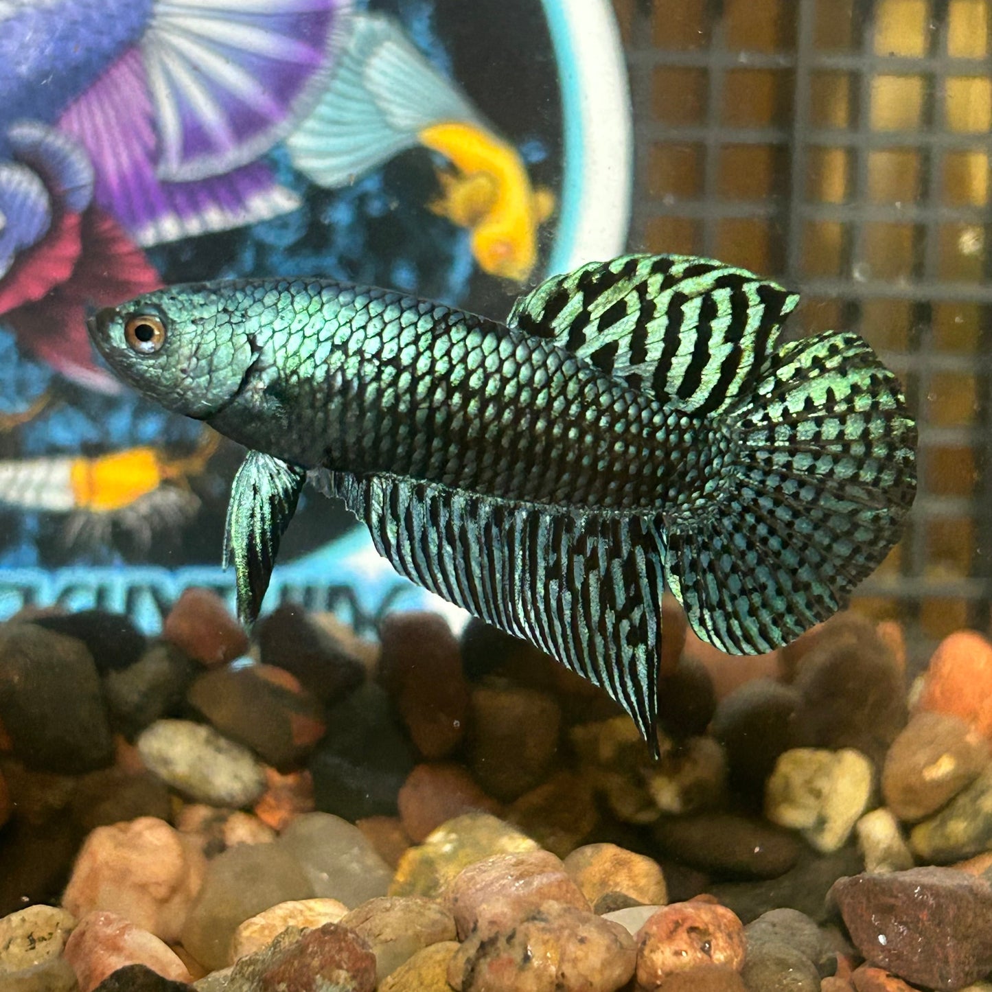 Grey Alien Wild Hybrid - Male Betta 013