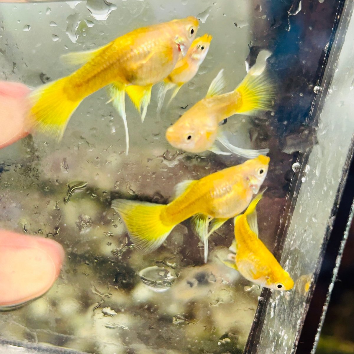 Guppy Fish 24K Gold Short Body Live Guppy Fish Female RB guppy